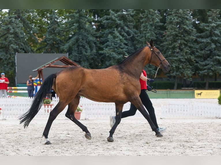 Achal-Tekkiner Stute 11 Jahre 164 cm Red Dun in Zagórów