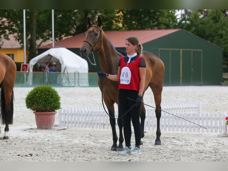 Achal-Tekkiner Stute 11 Jahre 164 cm Red Dun in Zagórów