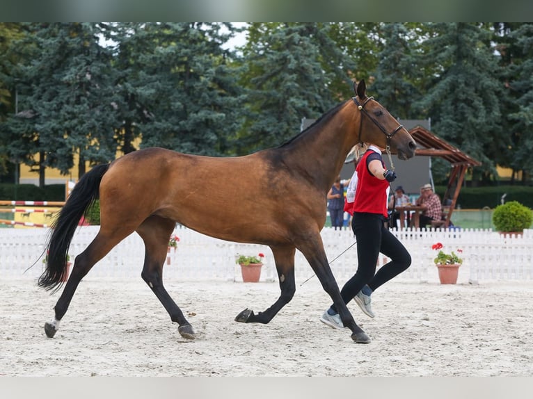 Achal-Tekkiner Stute 11 Jahre 164 cm Red Dun in Zagórów