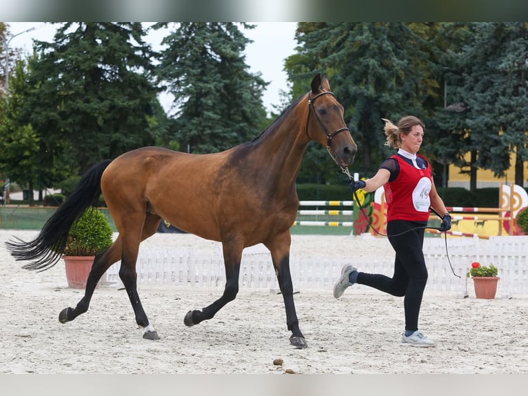 Achal-Tekkiner Stute 11 Jahre 164 cm Red Dun in Zagórów