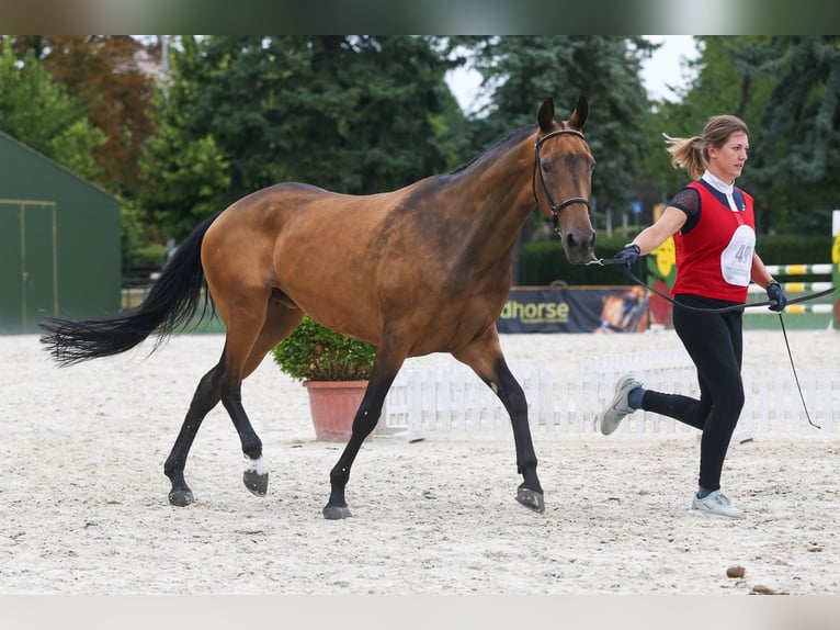 Achal-Tekkiner Stute 11 Jahre 164 cm Red Dun in Zagórów