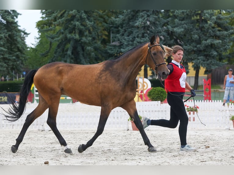 Achal-Tekkiner Stute 11 Jahre 164 cm Red Dun in Zagórów