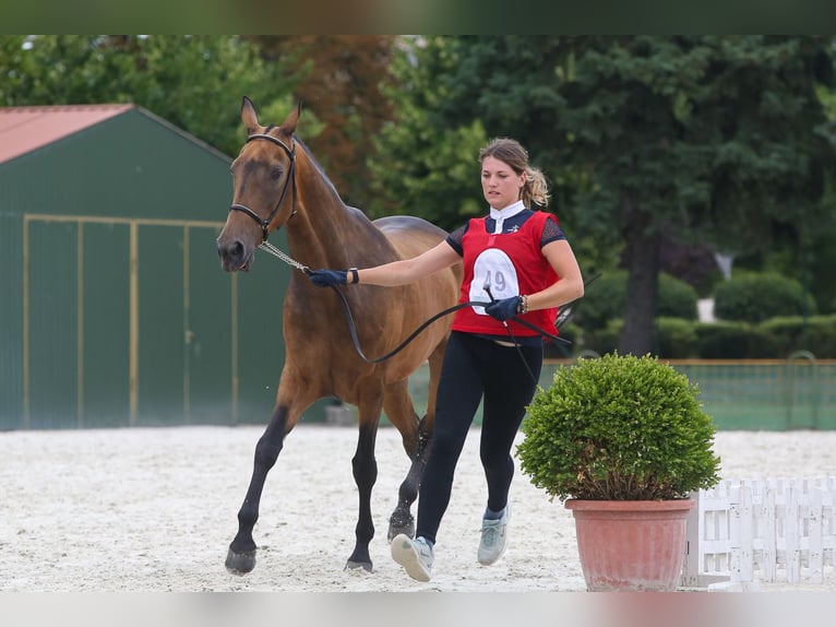 Achal-Tekkiner Stute 11 Jahre 164 cm Red Dun in Zagórów