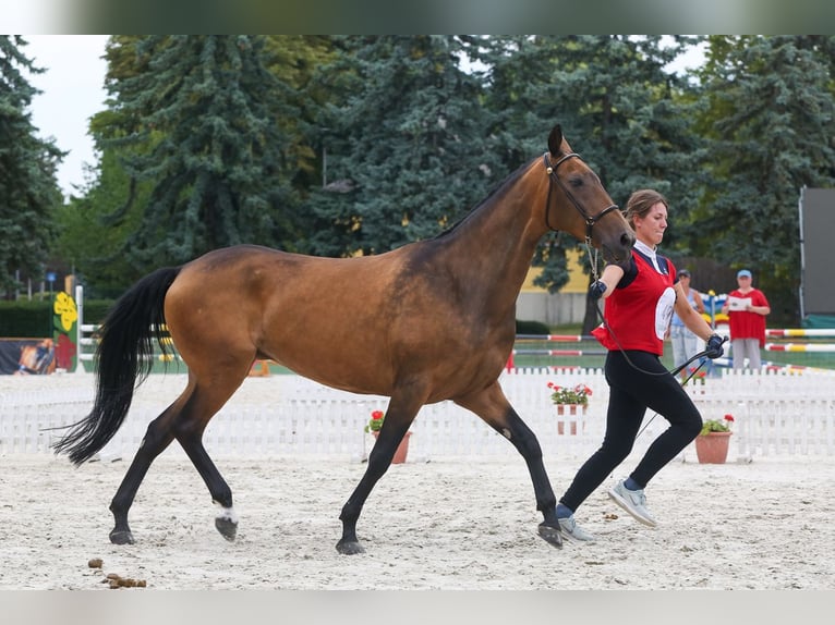 Achal-Tekkiner Stute 11 Jahre 164 cm Red Dun in Zagórów