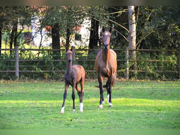 Achal-Tekkiner Stute 12 Jahre 159 cm Brauner in Pyskocely