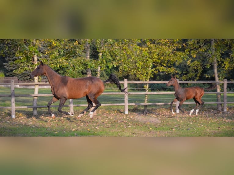 Achal-Tekkiner Stute 12 Jahre 159 cm Brauner in Pyskocely