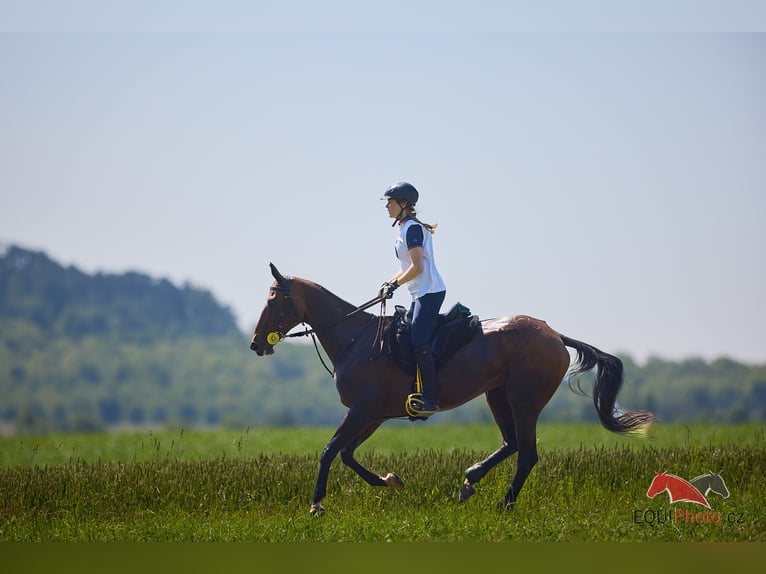 Achal-Tekkiner Stute 12 Jahre 159 cm Brauner in Pyskocely