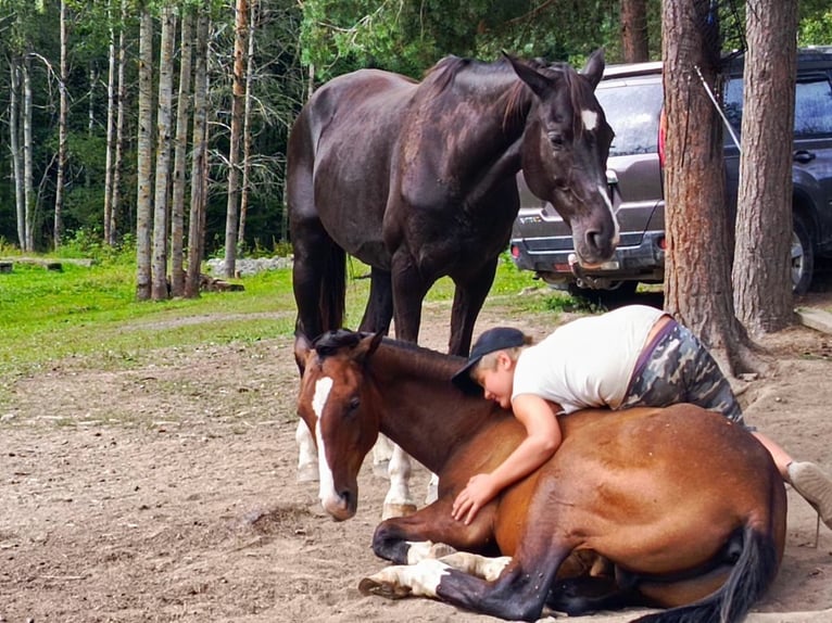 Achal-Tekkiner Stute 12 Jahre 160 cm Rappe in Каменногорск