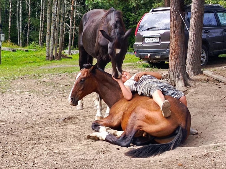 Achal-Tekkiner Stute 12 Jahre 160 cm Rappe in Каменногорск