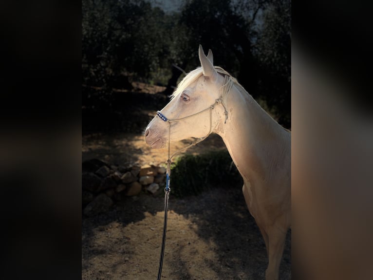 Achal-Tekkiner Stute 15 Jahre 156 cm Cremello in Vallebona