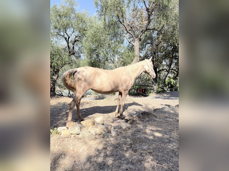 Achal-Tekkiner Stute 15 Jahre 156 cm Cremello in Vallebona