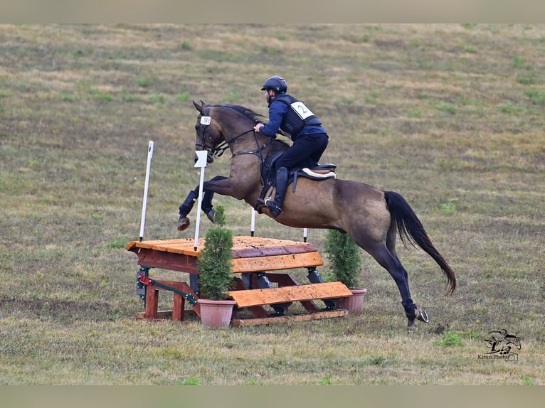 Achal-Tekkiner Mix Stute 16 Jahre 168 cm Buckskin in Ópusztaszer