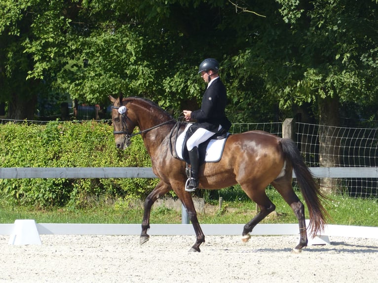 Achal-Tekkiner Mix Stute 16 Jahre 168 cm Buckskin in Ópusztaszer