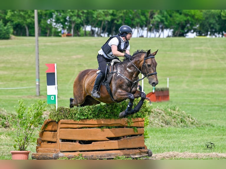 Achal-Tekkiner Mix Stute 16 Jahre 168 cm Buckskin in Ópusztaszer