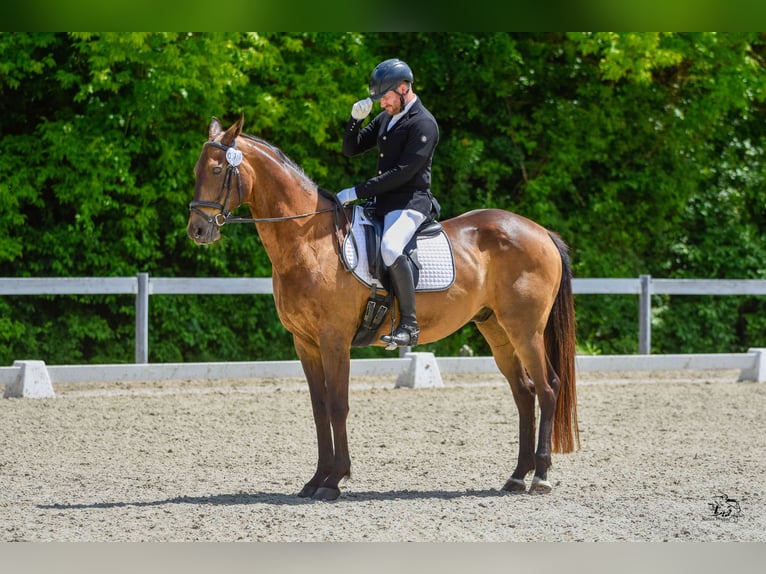 Achal-Tekkiner Mix Stute 16 Jahre 168 cm Buckskin in Ópusztaszer