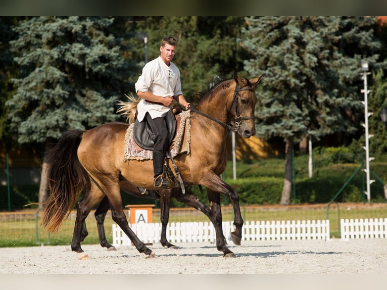 Achal-Tekkiner Mix Stute 16 Jahre 168 cm Buckskin in Ópusztaszer