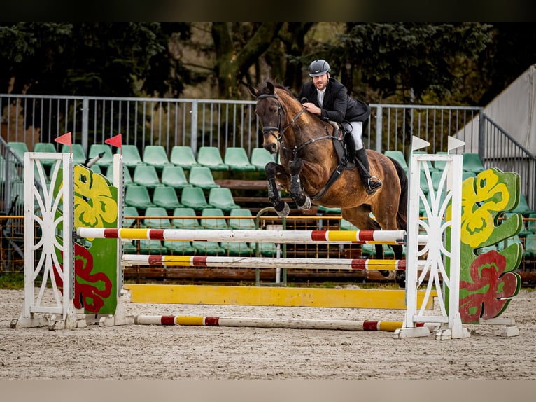 Achal-Tekkiner Mix Stute 16 Jahre 168 cm Buckskin in Ópusztaszer