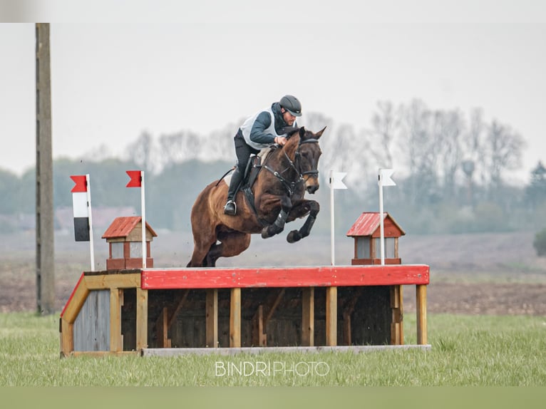 Achal-Tekkiner Mix Stute 16 Jahre 168 cm Buckskin in Ópusztaszer