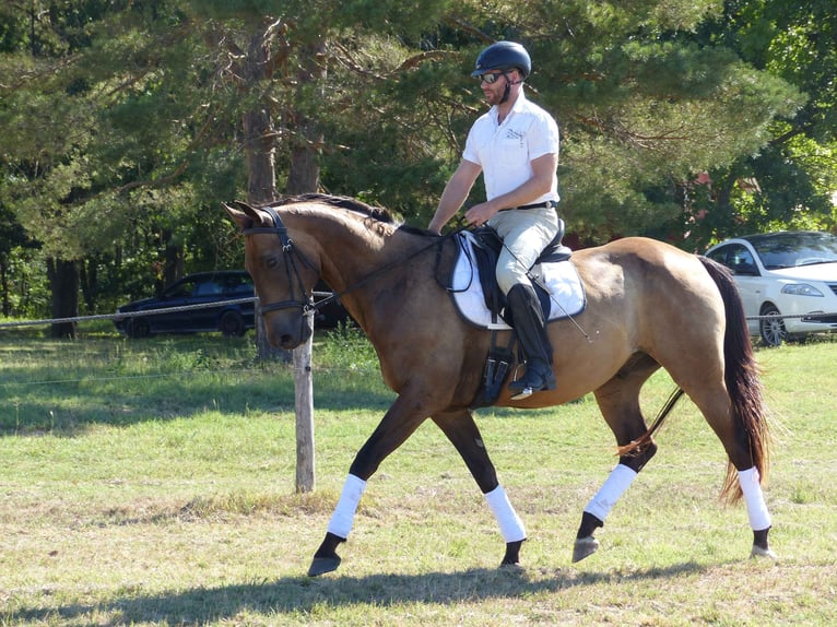 Achal-Tekkiner Mix Stute 16 Jahre 168 cm Buckskin in Ópusztaszer