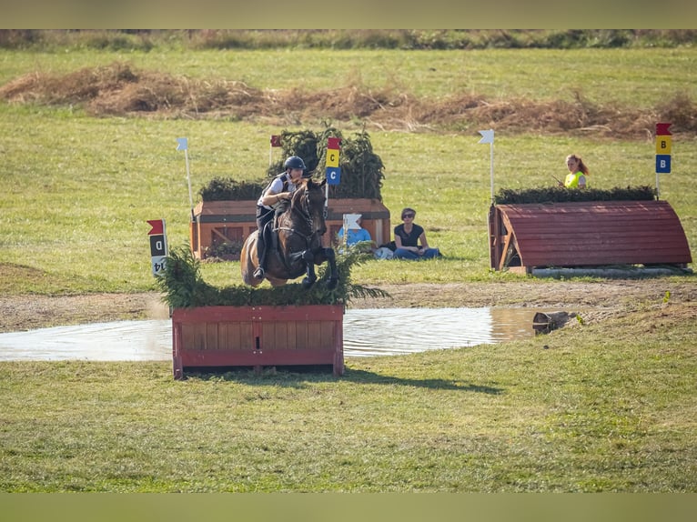 Achal-Tekkiner Mix Stute 16 Jahre 168 cm Buckskin in Ópusztaszer