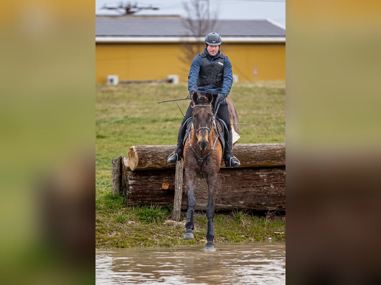 Achal-Tekkiner Mix Stute 16 Jahre 168 cm Buckskin in Ópusztaszer