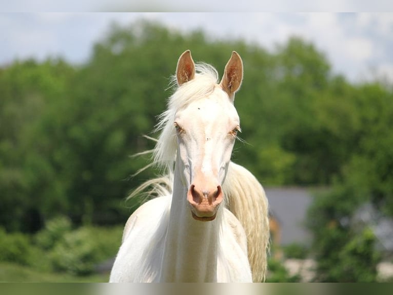 Achal-Tekkiner Stute 1 Jahr 158 cm Cremello in GOVEN