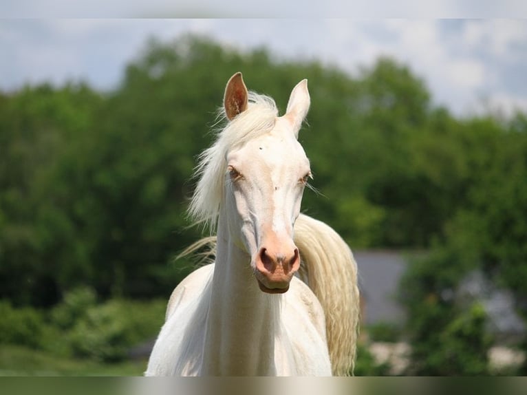 Achal-Tekkiner Stute 1 Jahr 158 cm Cremello in GOVEN