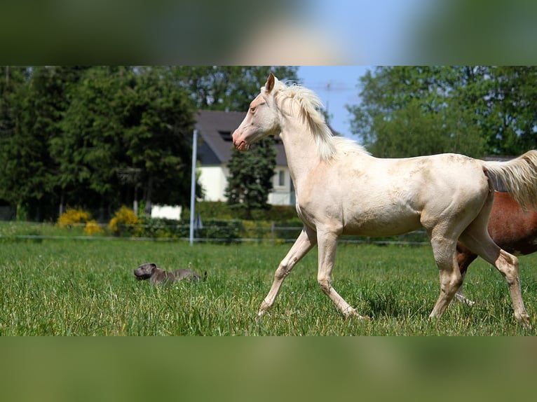 Achal-Tekkiner Stute 1 Jahr 158 cm Cremello in GOVEN