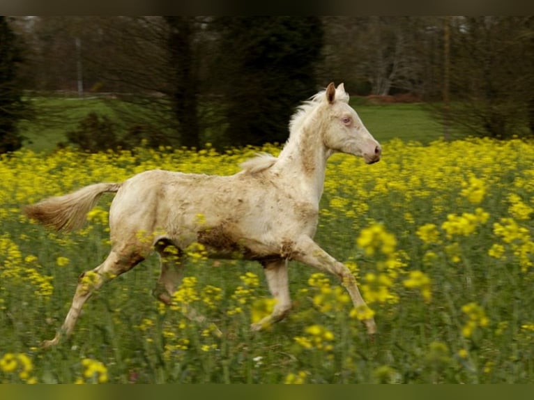 Achal-Tekkiner Stute 1 Jahr 158 cm Cremello in GOVEN