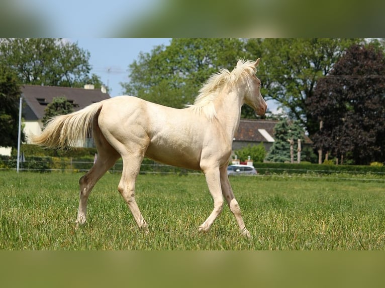 Achal-Tekkiner Stute 1 Jahr 158 cm Cremello in GOVEN