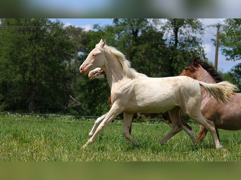 Achal-Tekkiner Stute 1 Jahr 158 cm Cremello in GOVEN