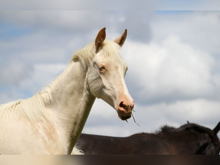 Achal-Tekkiner Stute 1 Jahr 158 cm Cremello in GOVEN