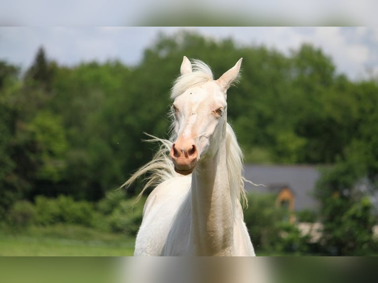 Achal-Tekkiner Stute 1 Jahr 158 cm Cremello in GOVEN