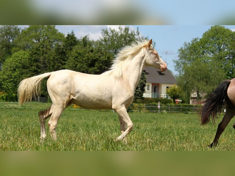 Achal-Tekkiner Stute 1 Jahr 158 cm Cremello in GOVEN