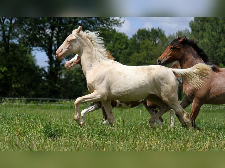 Achal-Tekkiner Stute 1 Jahr 158 cm Cremello in GOVEN