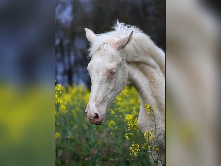 Achal-Tekkiner Stute 1 Jahr 158 cm Cremello in GOVEN