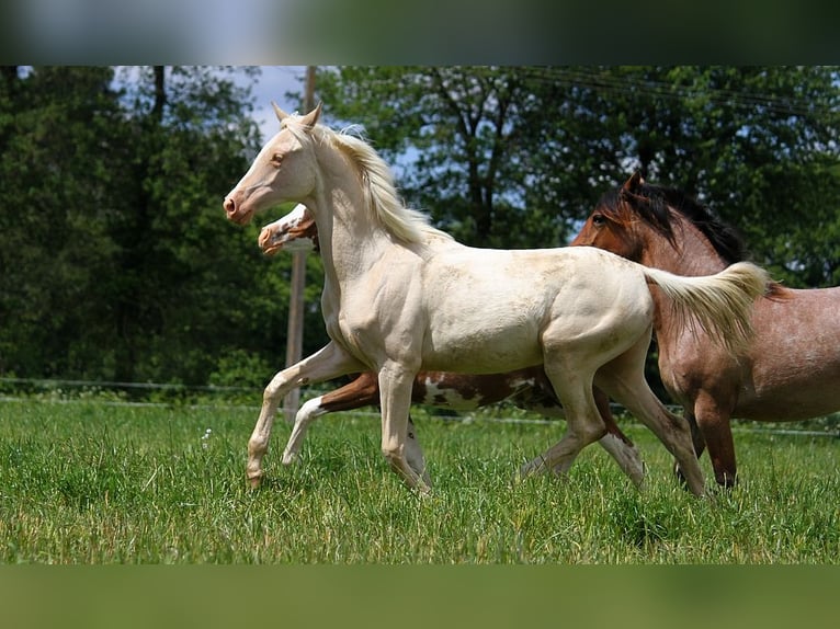 Achal-Tekkiner Stute 1 Jahr 158 cm Cremello in GOVEN