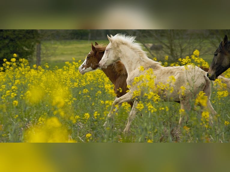 Achal-Tekkiner Stute 1 Jahr 158 cm Cremello in GOVEN