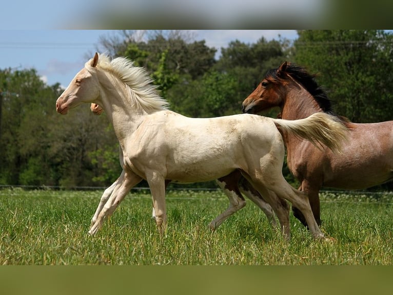 Achal-Tekkiner Stute 1 Jahr 158 cm Cremello in GOVEN