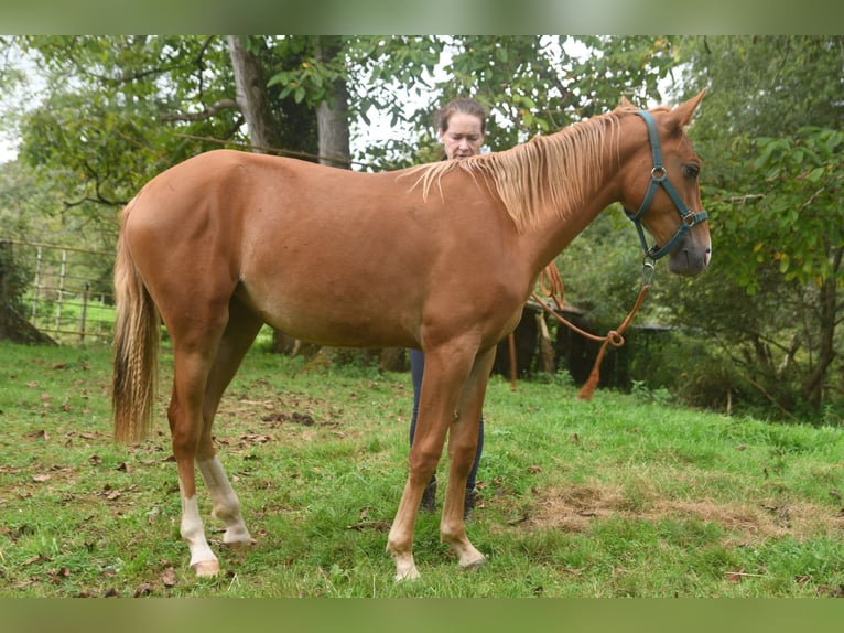 Achal-Tekkiner Mix Stute 1 Jahr 158 cm Fuchs in Piloña