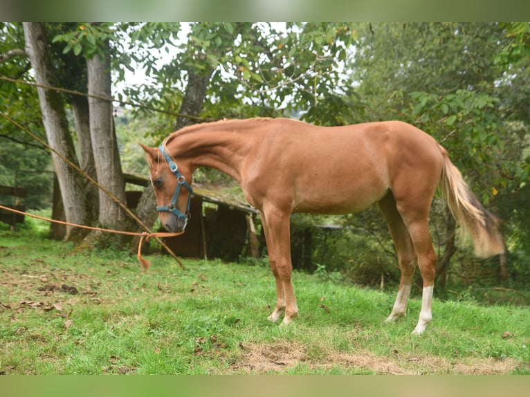 Achal-Tekkiner Mix Stute 1 Jahr 158 cm Fuchs in Piloña