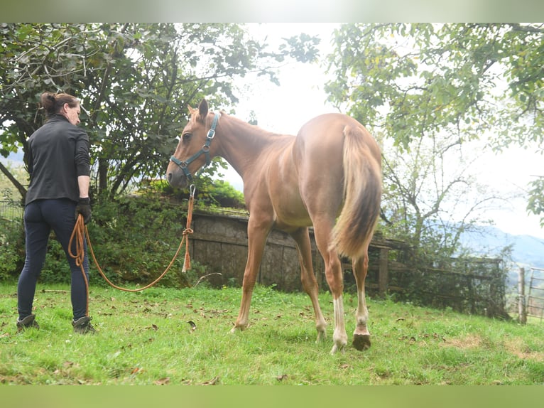 Achal-Tekkiner Mix Stute 1 Jahr 158 cm Fuchs in Piloña
