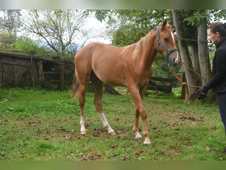 Achal-Tekkiner Mix Stute 1 Jahr 158 cm Fuchs in Piloña