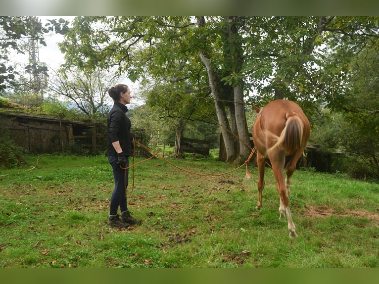 Achal-Tekkiner Mix Stute 1 Jahr 158 cm Fuchs in Piloña