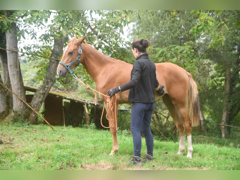 Achal-Tekkiner Mix Stute 1 Jahr 158 cm Fuchs in Piloña