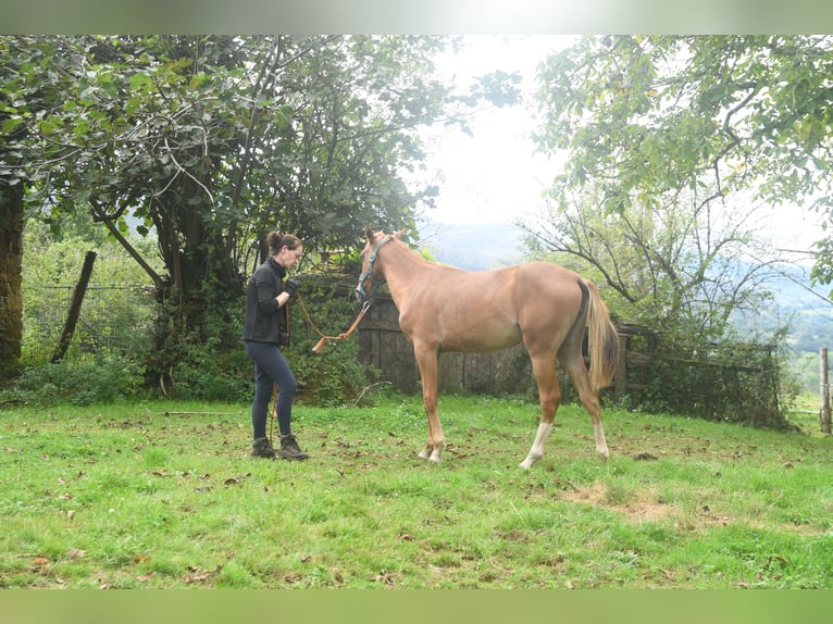 Achal-Tekkiner Mix Stute 1 Jahr 158 cm Fuchs in Piloña