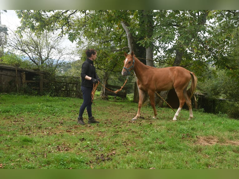 Achal-Tekkiner Mix Stute 1 Jahr 158 cm Fuchs in Piloña