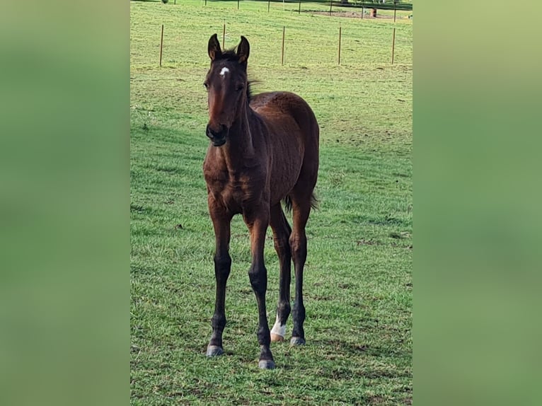 Achal-Tekkiner Stute 1 Jahr Brauner in Val De Bride