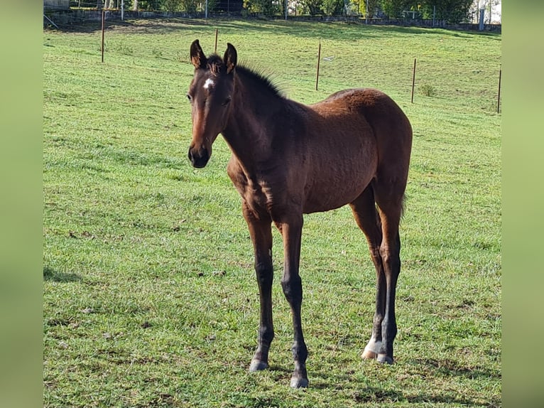 Achal-Tekkiner Stute 1 Jahr Brauner in Val De Bride