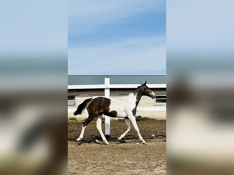 Achal-Tekkiner Mix Stute 1 Jahr Schecke in Rudamina